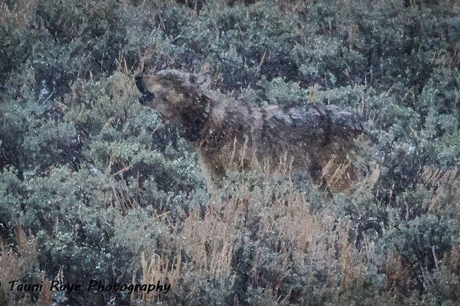 yellowstone-full-day-upper-loop-with-wildlife-adventure-w-lunch