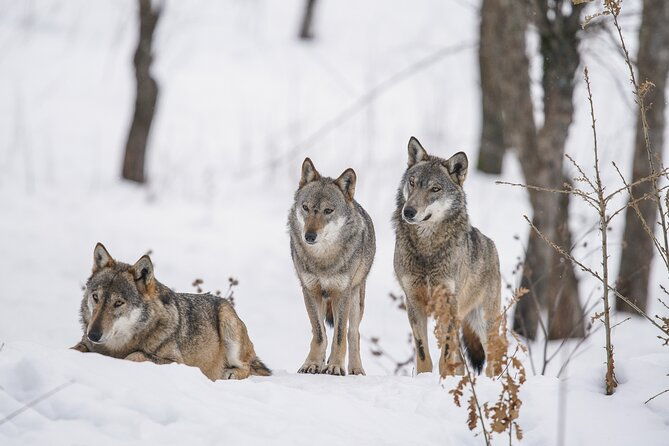 yellowstone-full-day-winter-tour-with-optional-hike-or-snowshoe-2