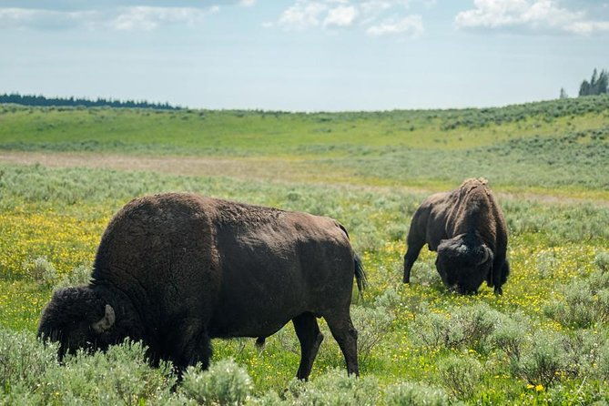 yellowstone-national-park-group-tour-2