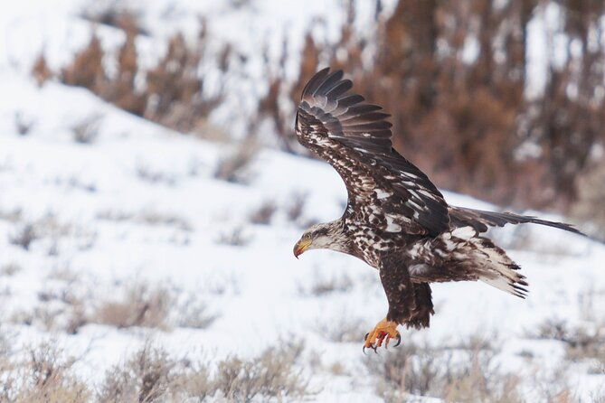 yellowstone-snowshoe-safari-from-bozeman-private-tour-2