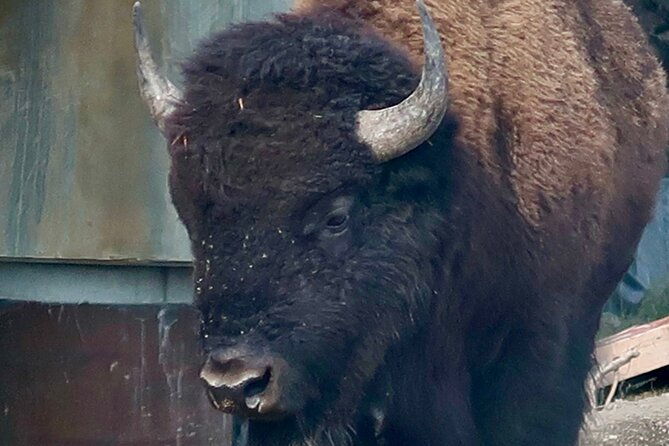 yellowstone-wildlife-and-photo-tours-upper-loop-tour-from-cody-2