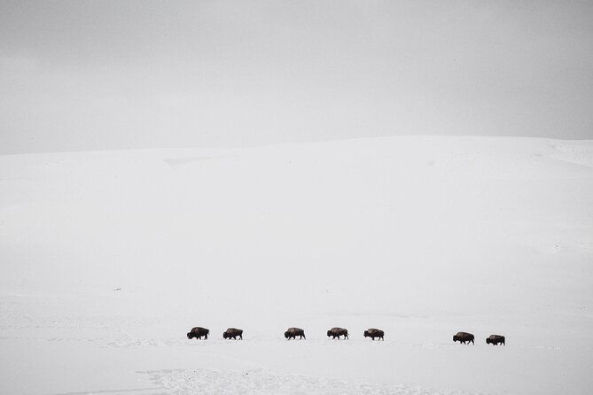 yellowstone-winter-wildlife-safari-from-bozeman-private-tour