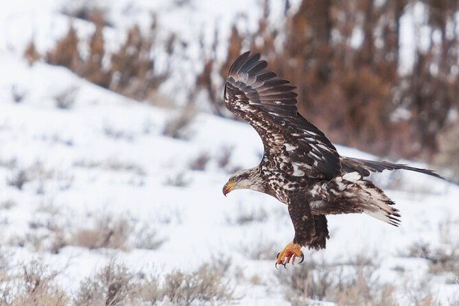 yellowstone-winter-wildlife-safari-from-bozeman