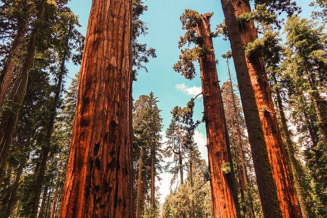 yosemite-and-giant-sequoias-day-tour-2