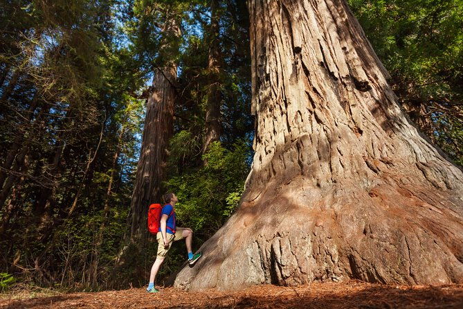 yosemite-national-park-giant-sequoias-2-day-semi-guided-tour