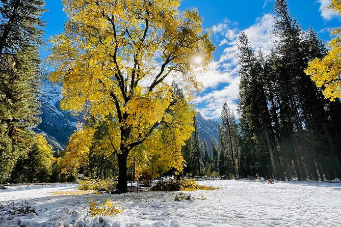 yosemite-winter-highlights-small-group-tour-2
