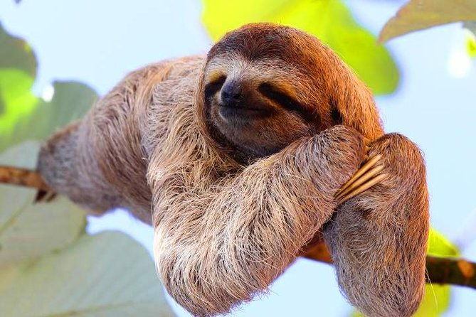 zipline-sloths-monkeys-chocolate-factory-private-vehicle-for-cruise-family