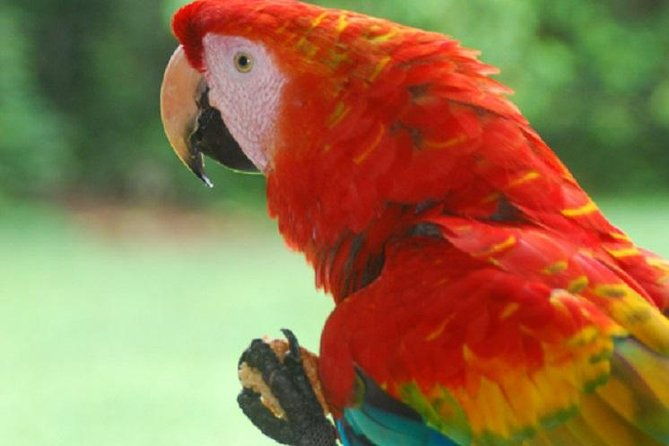3-day-amazon-jungle-tour-at-eco-amazonia-lodge-ecologico