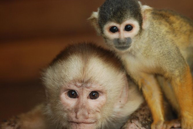 3-day-eco-amazonia-lodge-in-the-amazon-jungle-ecomagico
