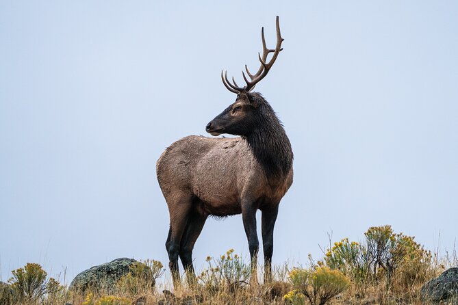 3-day-wildlife-photography-tour-in-yellowstone-national-park