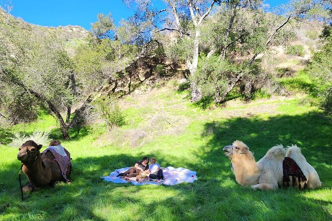 3-hour-camel-trek-into-the-forest-and-ranch-in-california