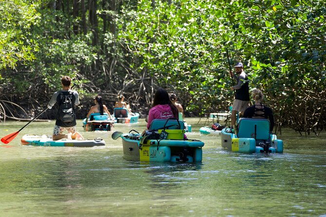3-hour-damas-mangrove-kayak-tour