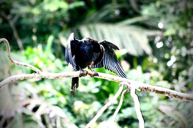 3-hour-experience-through-the-tortuguero-canals