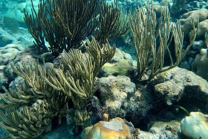 3-hour-guided-jet-ski-snorkeling-tour-on-san-pedro-barrier-reef
