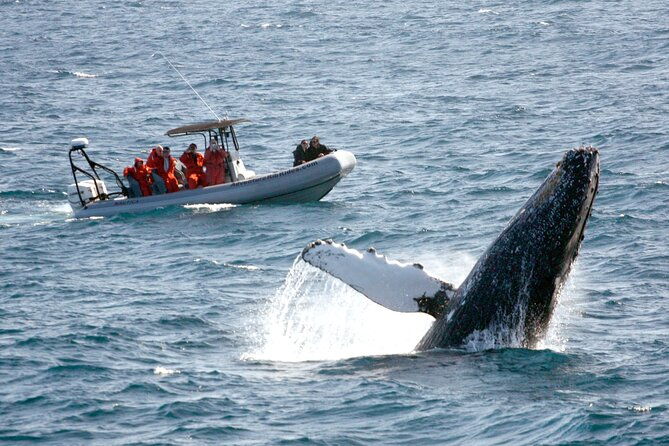 3-hour-guided-whale-and-dolphin-watching-experience-in-san-diego-2