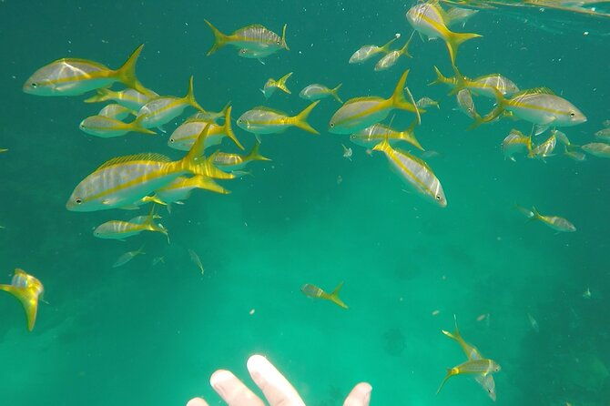 3-hour-private-snorkeling-in-marathon-florida-2