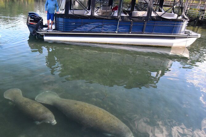 3-hour-see-crystal-river-wildlife-safari-boat-cruise