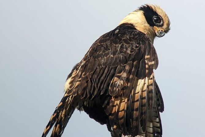 3-hours-uvita-bird-watching-oro-verde