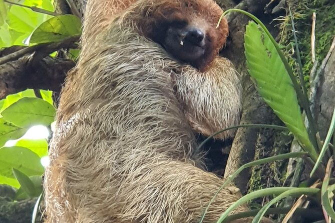 3-in-1-zipline-over-blue-river-tubing-on-blue-river-and-sloths