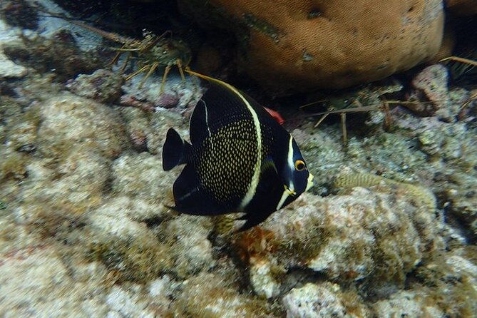 3-stop-snorkel-hopping-beach-in-roatan
