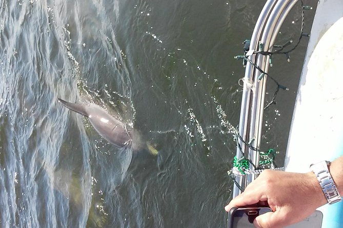1-5-hour-dolphin-sightseeing-cruise-from-tampa