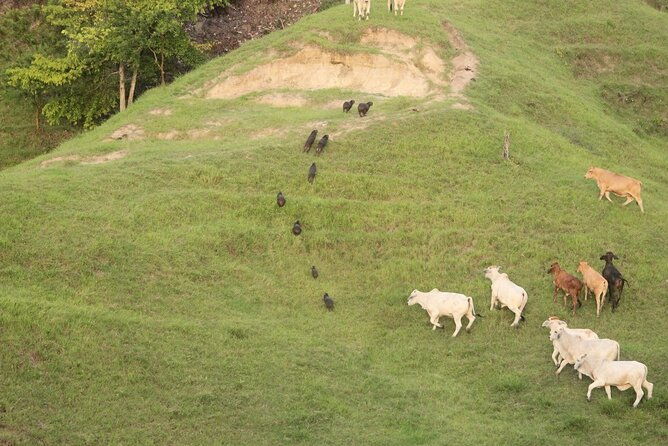 1-day-horseback-riding-at-a-real-ranch-from-medellin