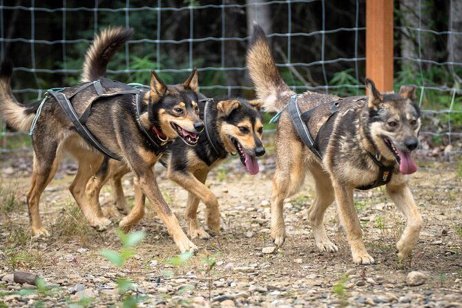 1-hour-fall-sled-dog-experience-in-two-rivers
