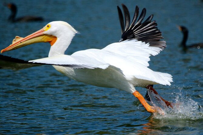 1-hour-historical-wildlife-tour-of-the-famous-chain-of-lakes