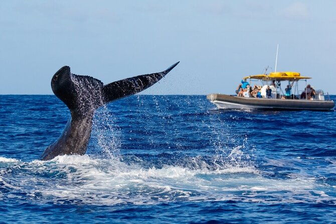 12-passenger-kaanapali-beach-whale-watch-tour-onboard-whale-mic-2
