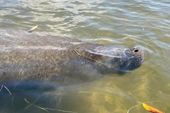 2-5-hour-kayaking-with-manatee-and-history-tour-in-tarpon-springs