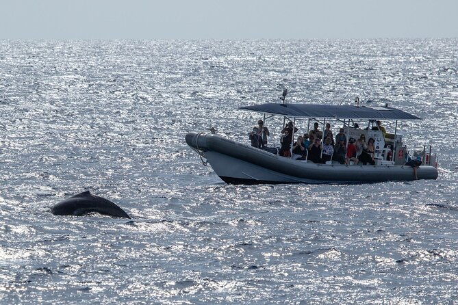 2-5-hour-whale-watching-on-a-41-super-raft