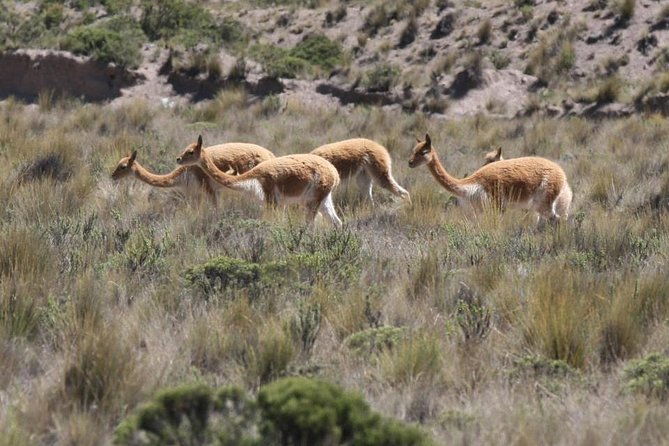2-day-colca-canyon-and-condor-tour-from-arequipa-peru-group-service