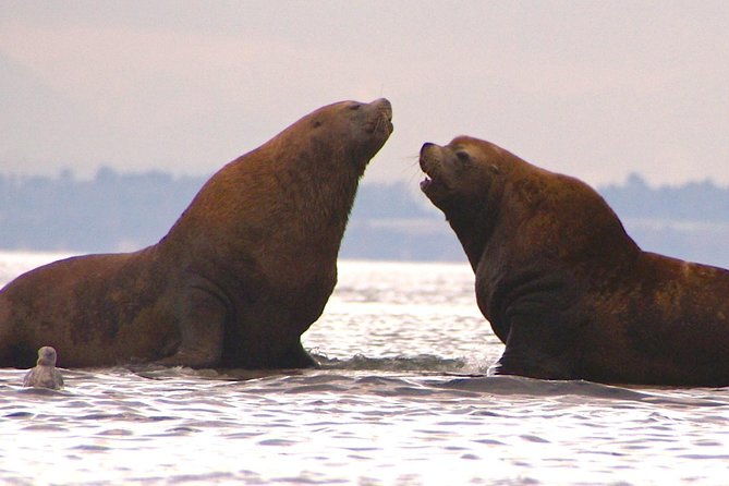 2-day-fully-catered-kayak-camping-trip-in-the-san-juan-islands