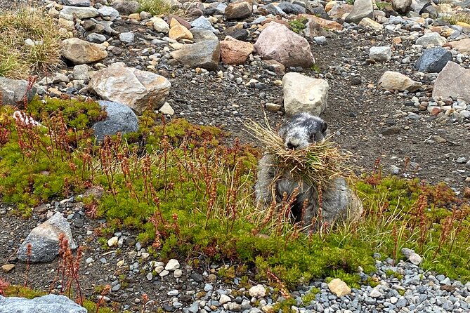 2-day-mt-rainier-all-inclusive-small-group-tour