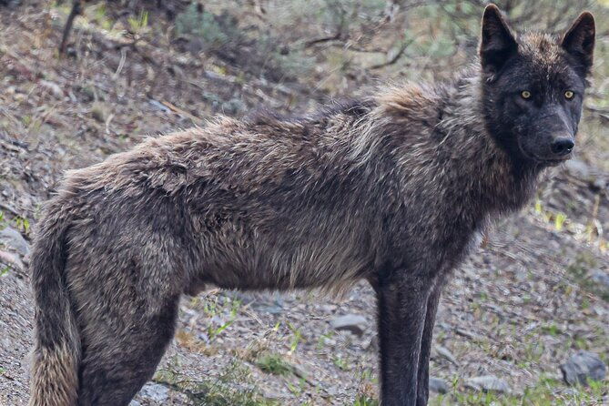 2-day-private-tour-in-yellowstonelower-and-upper-loops-w-iconic-sites-w-lunch