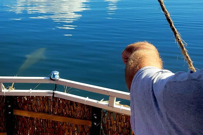 2-hour-dolphin-sightseeing-tour-in-melbourne-florida-2