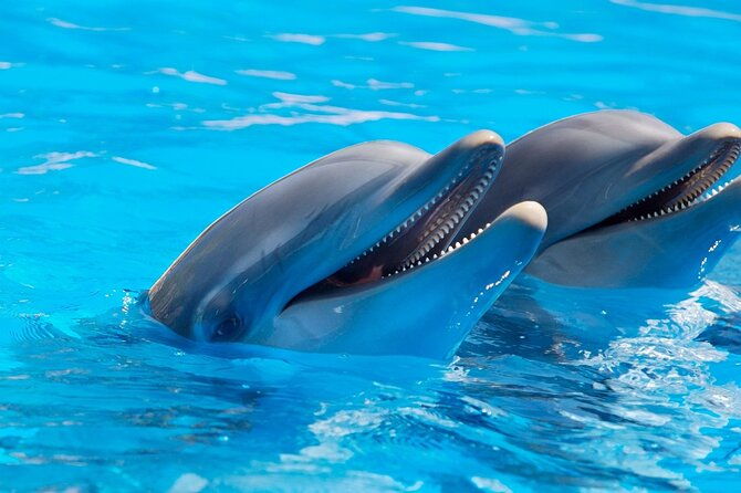2-hour-dolphin-sunset-tour-from-giardini-naxos