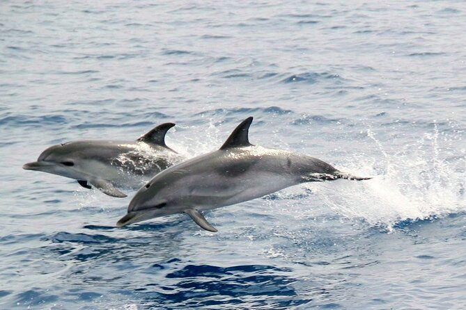 2-hour-dolphin-watching-experience-in-fuerteventura
