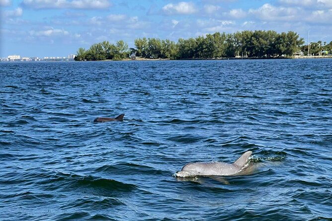 2-hour-dolphin-watching-tour-in-florida