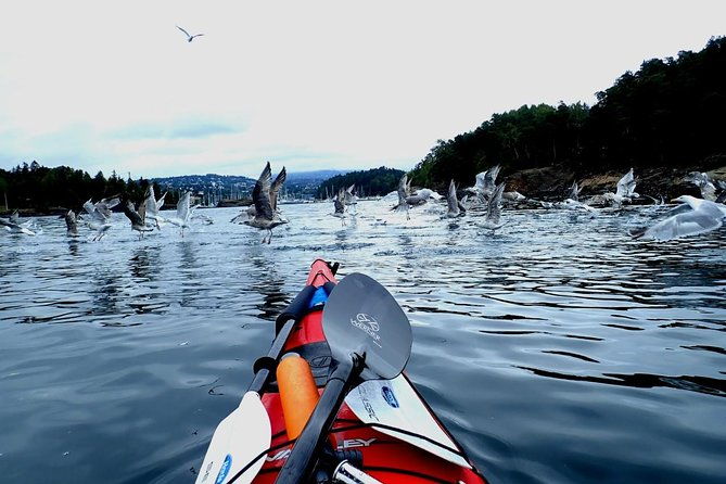 2-hour-kayak-trip-on-the-oslo-fjord-3