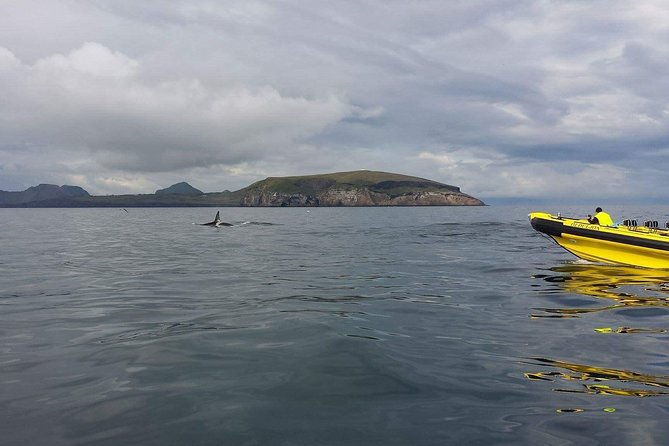 2-hour-round-trip-in-vestmannaeyjar-on-a-rib-boat