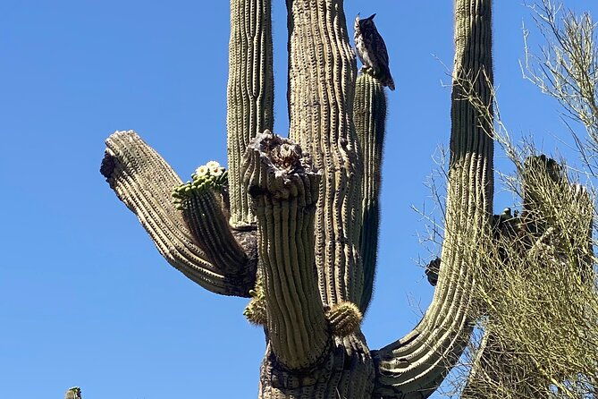 2-hour-sonoran-desert-private-guided-mountain-bike-tour