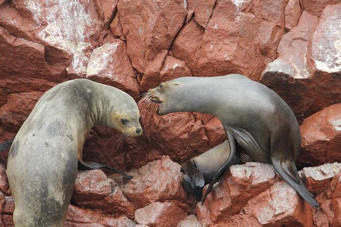 2-hour-tour-to-the-ballestas-islands-from-puerto-san-martin