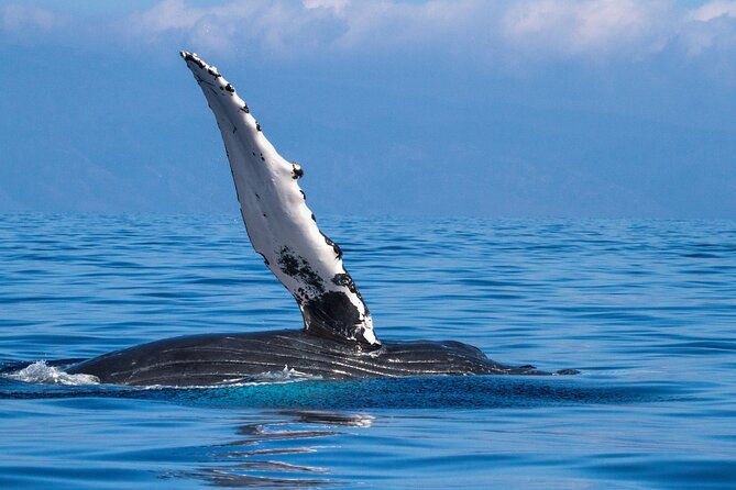 2-hour-waikiki-whale-watching-in-honolulu