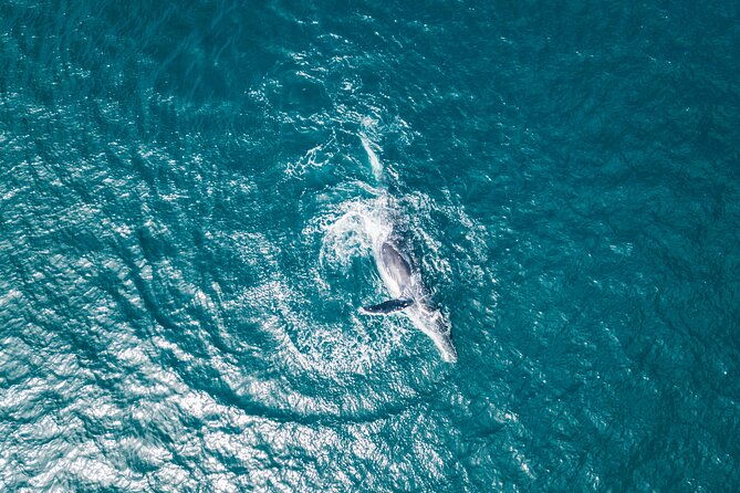2-hour-whale-watching-kayak-tour-for-two