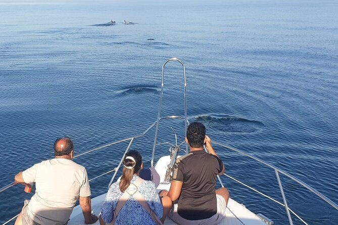 2-hours-dolphin-watching-in-marbella