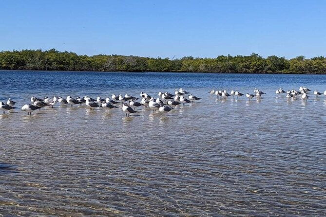 2-hours-kayak-eco-tour-in-tarpon-springs