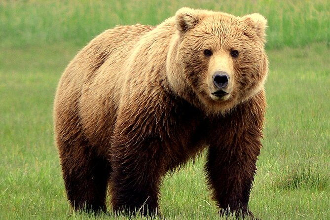 2-park-bear-viewing-adventure-to-katmai-and-lake-clark-np