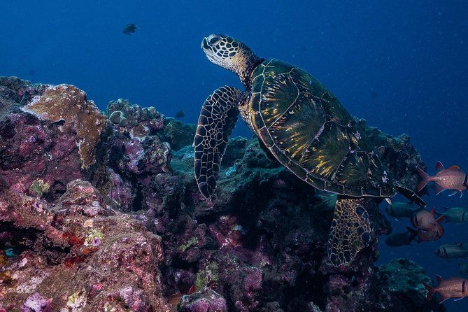 2-tank-maui-turtle-scuba-dive-or-snorkel-boat-tour