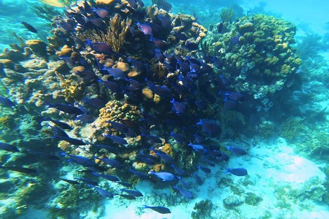 2-tank-roatan-fun-dive-boat-sightseeing-tour-including-ground-transportation